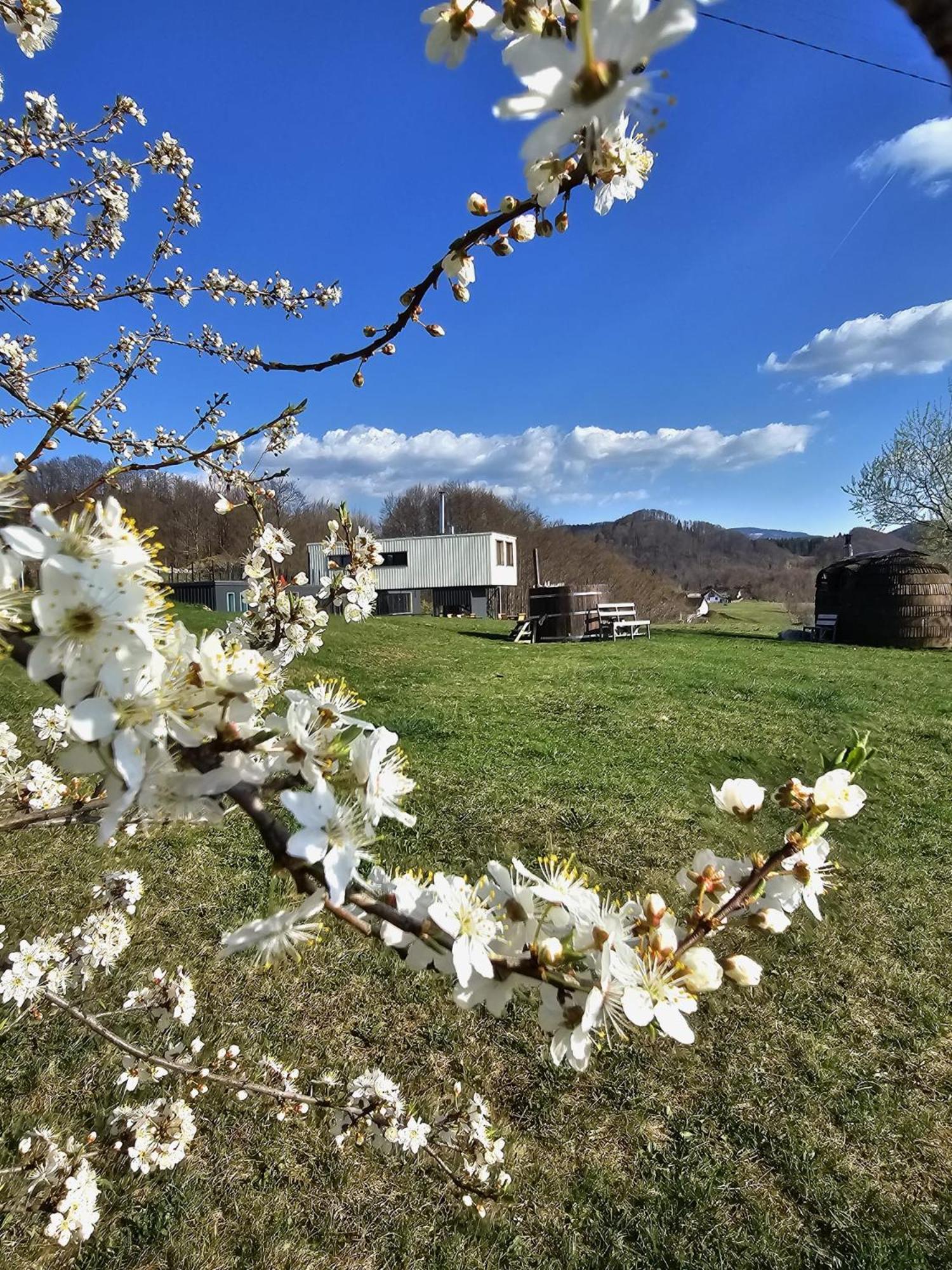 Ursa Mica Glamping Resort Şirnea Exterior foto